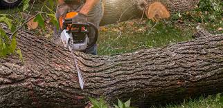 Reliable Westwood Shores, TX Tree Services Solutions