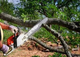 Lawn Renovation and Restoration in Westwood Shores, TX