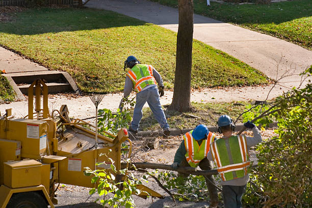 How Our Tree Care Process Works  in  Westwood Shores, TX