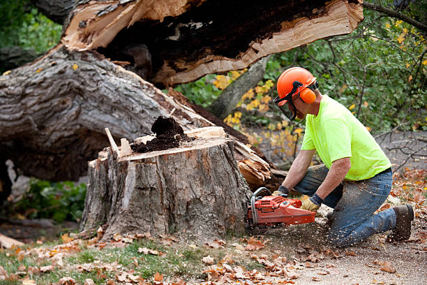 Professional Tree Services in Westwood Shores, TX