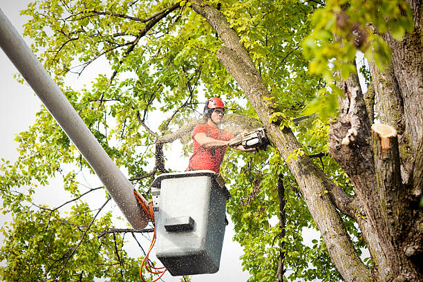 Seasonal Cleanup (Spring/Fall) in Westwood Shores, TX